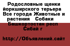 Родословные щенки йоркширского терьера - Все города Животные и растения » Собаки   . Башкортостан респ.,Сибай г.